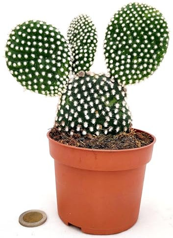 POWERS TO FLOWERS - FICO D'INDIA, OPUNTIA COMPATTA A SPINA BIANCA, VASO 12CM DIAMETRO, piante vere