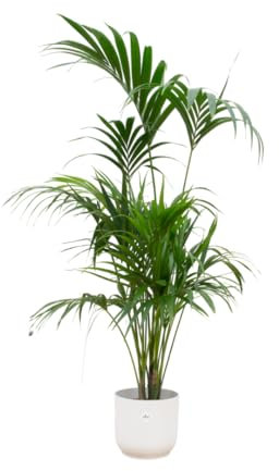 Kentia palma incluido Vibes Fold Round blanco - 170-180cm - Ø30cm - Planta de interior - Conjunto completo - Planta con maceta