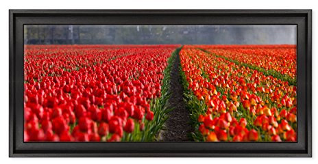 ConKrea Panorama Bild auf Leinwand gerahmt – mit Bilderrahmen – Blumen – Tulpen Bunte – Natur Panorama Landschaft – Blumenwiese Bouquet – 40 x 100 cm – Modern Schwarz – (Cod.5278)