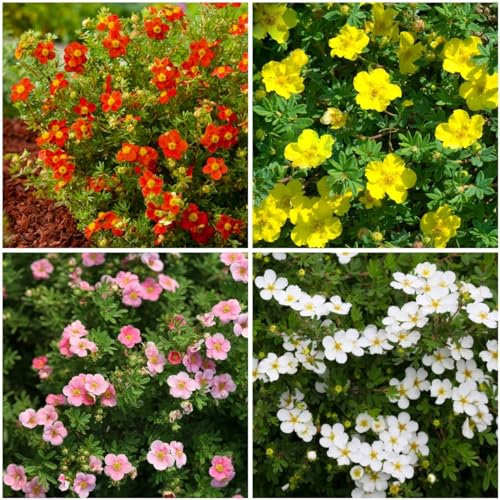 GrowOn Shrubs [x4] Potentilla Collection | Variety-Pack | Deciduous Shrubs | Outdoor Garden Ready Plants | Spring and Summer Flowering | Red, Cream, Orange, Yellow Flowers