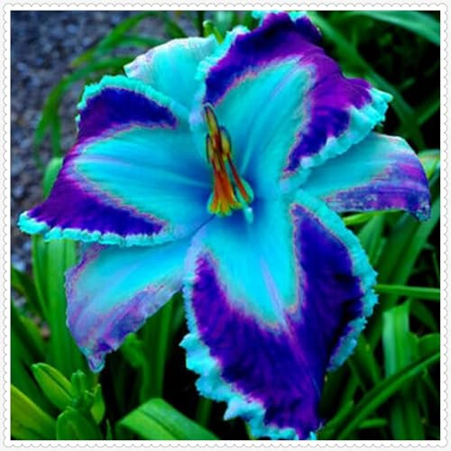 Taglilien zwiebeln,Winterhart Mehrjährig,hemerocallis Pflanzen,taglilien rhizome Mehrjährig,Taglilien zwiebeln Winterhart,Hausgarten,gross blumige taglilien,hemerocallis Knollen.-3zwiebeln-C