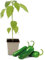 FLORTUS Chilipflanze im Topf Jalapeno | 1 Pflanze | Jungpflanze für Chili Anzucht | Pflanze für fleischige und saftige Chili Schoten
