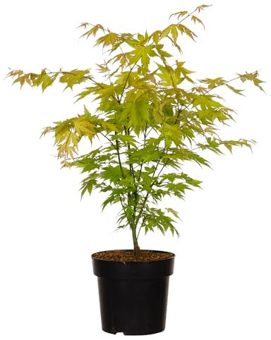 Japanischer Fächer-Ahorn, Acer palmatum, Zierbaum, Herbstfärbung, Garten, Japan, langsam wachsend