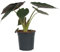 Plant in a Box - Orecchie d'Elefante - Alocasia 'Wentii' - Altezza 70-80 cm - Vaso 19 cm - Pianta da interno - Verde