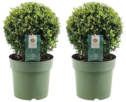 Plants by Frank Ilex Crenata Jenny, 2 houx en boule, Ø 20 cm | Véritable Houx en Boule, Remplacement du Buis en Boule, Plante Ilex, Plante de Jardin, Diamètre 20 cm, Hauteur : 30 cm