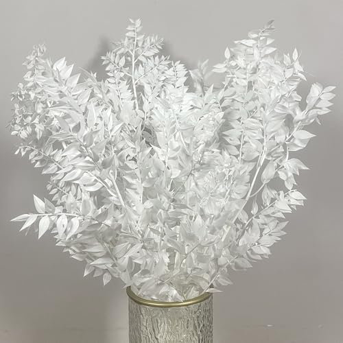 Ruscus Italienischer weißer getrockneter Eukalyptus - 5 frische natürliche Eukalyptusstiele in weißen Pflanzen konserviert Echter Eukalyptusstrauß für böhmische Vasendekoration, Hochzeit, Party