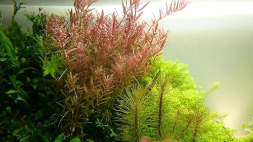 AquaOne Plante d'aquarium Rotala rotundifolia I Plante aquatique médium Plante d'aquarium Plante tige entièrement enracinée Décoration d'aquarium