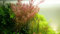 AquaOne Plante d'aquarium Rotala rotundifolia I Plante aquatique médium Plante d'aquarium Plante tige entièrement enracinée Décoration d'aquarium