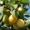 Mirabelle von Pillnitz Mirabellenbaum gelbe Frucht prunus gelbe Zwetsche Buschbaum