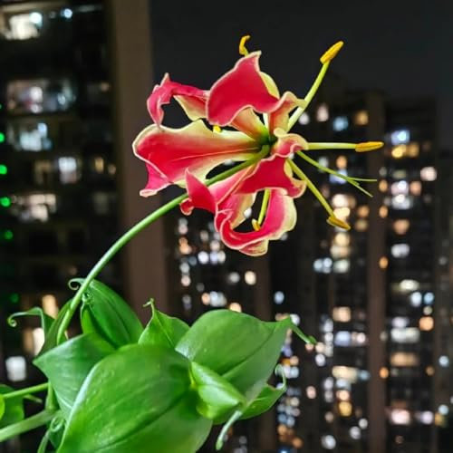 2 pcs Flammenlilien Zwiebeln Plant Winterfeste Pflanzen Für Garten Gloriosa superba, kletterpflanze winterharte pflanzen Kleine Geschenke Zwiebel Wildblumen blumenzwiebeln, stauden