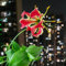 2 pcs Flammenlilien Zwiebeln Plant Winterfeste Pflanzen Für Garten Gloriosa superba, kletterpflanze winterharte pflanzen Kleine Geschenke Zwiebel Wildblumen blumenzwiebeln, stauden