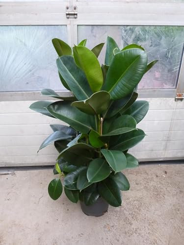 [Palmenlager] XL Gummibaum - Ficus elastica Robusta 150 cm - 2er Tuff // Zimmerpflanze