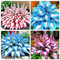 Bulbos de hosta. Planta de follaje resistente al frío, utilizada en patios, balcones, parterres, etc., planta perenne.-C-4bulbos