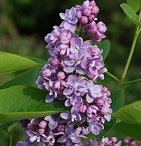Hochstamm Edelflieder Paul Thirion 80-100cm - Syringa vulgaris