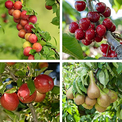 Premium Patio Standard Collection Fruit Apple Plum Cherry Pear Large Pots Orchard 4 x 5 Litre Potted Plants by Thompson and Morgan