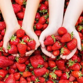 Erdbeerpflanzen 'Senga Sengana' die süßeste Erdbeersorte ab März - Perfekt für Marmeladen und Säfte - Set mit 10 Pflanzen ERDBEEREN - Superobst für Garten und Balkon