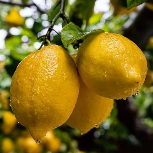 PIANTA DI LIMONE SFUSATO AMALFITANO in fitocella - età 2/3 ann