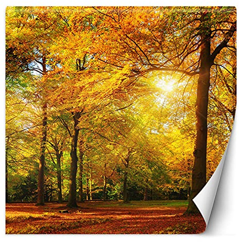 Feeby Vlies Fototapete Uv Gel Druck Sonnenstrahlen Zwischen Den Bäumen 250x250 cm Orange Schlafzimmer Wohnzimmer Büro Hotel Flur Herbst Wald