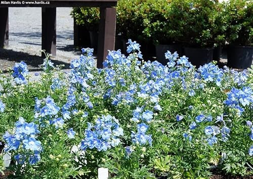 Delphinium grandiflorum 'Light Blue' - Chinesischer Rittersporn 50 Samen