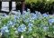 Delphinium grandiflorum 'Light Blue' - Chinesischer Rittersporn 50 Samen