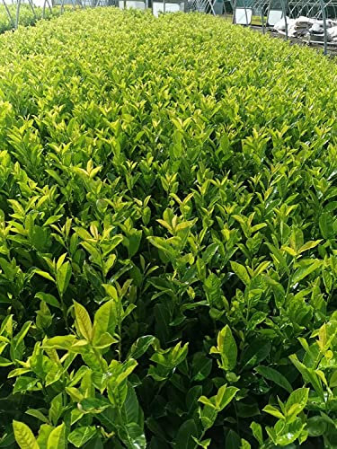 [x10] Cherry Laurel | Evergreen Hedging | Fast Growing | 30-60cm | P9 Pots