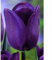 Tulipán bulbos,resistentes durante años,tulip bulbs,decoración del hogar,tesoro del jardín,embellecimiento del medio ambiente,fuerte adaptabilidad.-3bulbos