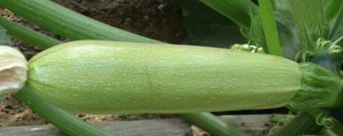 30 Seeds of Vegetable - Bulgarian Courgette - Zucchini - Izobilna