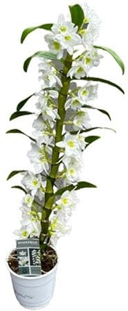 Dendrobium Nobile Blanco Natural Planta Perfecta para el Interior de la Casa