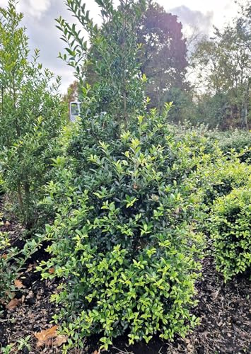 Plantenwelt Wiesmoor Ilex crenata Dark Green, 80–100 cm hoch, Ballen | immergrün; rundlich; Buchsbaumalternative, niedrige Hecke oder Formschnitt