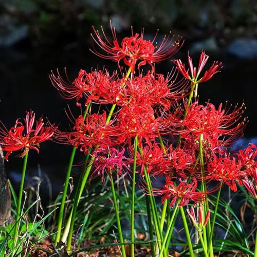 12 pz cipolla di fiori rossi, cipolle di giglio ragno, piante da giardino moderne per la decorazione del soggiorno bulbi di lycoris radiata - regalo di di prato fiorito esotico