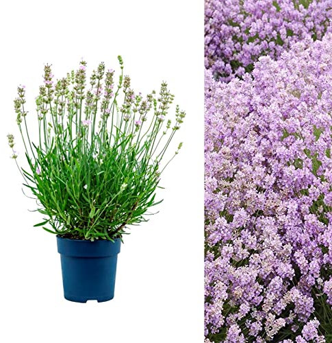 Lavender - Lavandula Angustifolia 'BeeZee Pink' in a 9cm Pot Ready to Plant - Summer Colour Plant for Scented Gardens (1 Plant)