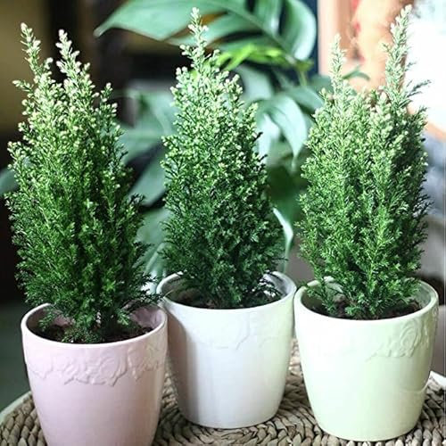 9cms Pot Chamaecyparis lawsonianna 'Ellwoodii' Evergreen Dwarf Conifer (4 Pack)