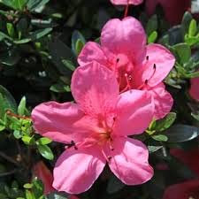 Ponak 100 Stück Pink Satsuki Azalee Blumensamen