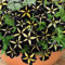 Graines de fleurs de pétunia 100 pièces jaune noir