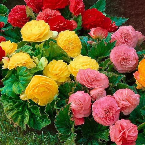 RAISE ME UP: Seeds Wax Begonia Large Leaf Mix Beautiful Annual Flowers