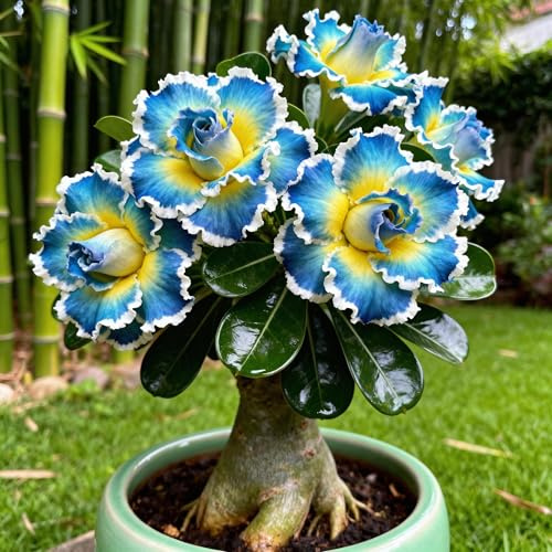 Rosa del Desierto exquisita/leicht zu züchten/Wüstenrosenzwiebeln/Alta vitalidad, resistente y fácil de cultivar para jardines y balcones/Adenium-1rhizome-A