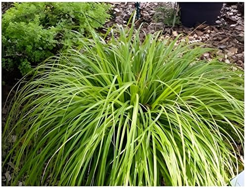 Stauden Gänge 5 x Carex oshimensis 'JS Greenwell' Grüne Japan Segge | Grünes Ziergras für Sonne bis Schatten, Blüte April bis Mai, mehrjährig, 1 L Topf (11x11 cm)
