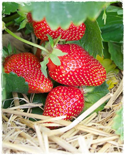 Planta de fresas reflorecientes 'Charlotte' Fragaria Ananassa - en maceta: Ø 10 cm