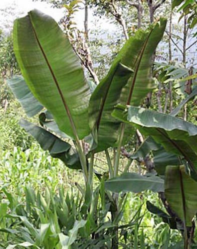 Banane - Musa Helens ibridi 10 halb