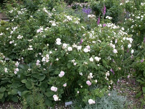Rose 'Felicite Parmentier' im Topf Rosa duftend winterhart mehrjährig