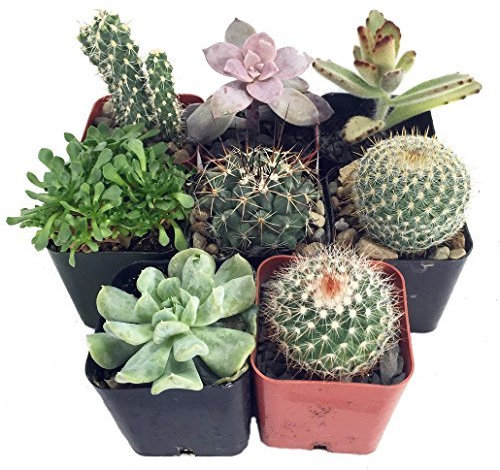 Instant Cactus/Succulent Collection - 8 Plants 2 pots by Hirts: Cacti & Succulents