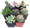 Instant Cactus/Succulent Collection - 8 Plants 2 pots by Hirts: Cacti & Succulents