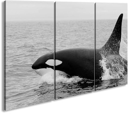 deyoli Leinwandbild Edler Orca – König der Meere Format: 120x80cm (3Teilig) Effekt:Schwarz&Weiß XXL Kunstdruck Bild auf Holzrahmen/Wandbild/Wohnzimmer Dekoration