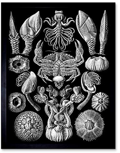 Wee Blue Coo Haeckel Plate 57 Barnacles Art Print Framed Wall Decor 9X7 Inch Teller Wand Deko