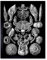 Wee Blue Coo Haeckel Plate 57 Barnacles Art Print Framed Wall Decor 9X7 Inch Teller Wand Deko