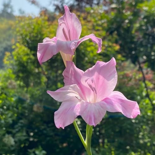 Gladiolen Zwiebeln Dekorative Pflanzen FüR Den Garten Gladiolen Samen Gladiolen knollen