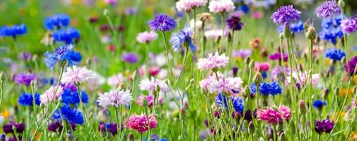 500 Samen Kornblumen Mix Bunte Mischung Centaurea cyanus Blumenwiese Bienenweide Wildblume Blumen