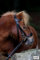 Hannoversche Trense Hanni Reithalfter Hannoveranisch Schwarz Leder Minishetty Mini Shetty Minipony Tysons (Shetty)