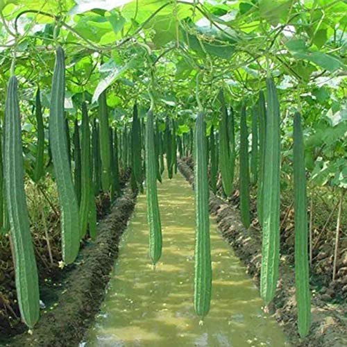 Benoon Luffa Seeds, 100 Stück/Beutel Luffa Seeds Non GMO Einfach Zu Pflanzen Frisch Schön Indoor Outdoor Gemüsesamen Für Zu Hause Samen