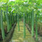 Benoon Luffa Seeds, 100 Stück/Beutel Luffa Seeds Non GMO Einfach Zu Pflanzen Frisch Schön Indoor Outdoor Gemüsesamen Für Zu Hause Samen